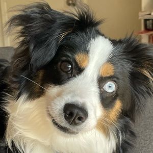 Meet your Posher, Lais